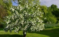 Eastern Snowball Viburnum Bush - 3 Gallon Pot -FloraHaven Shop viburnum opulus sterile eastern snowball 9 1