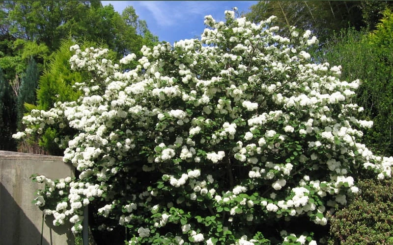 Japanese Snowball Bush (Viburnum Plicatum) - 2 Gallon Pot 6 Japanese Snowball Bush (Viburnum Plicatum) - 2 Gallon Pot - Image 4