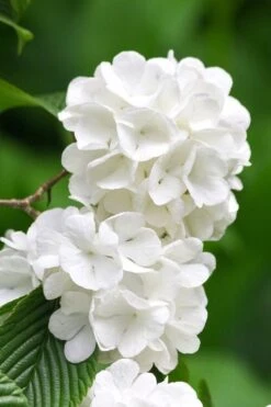 Japanese Snowball Bush (Viburnum Plicatum) - 2 Gallon Pot 12 Japanese Snowball Bush (Viburnum Plicatum) - 2 Gallon Pot -FloraHaven Shop viburnum plicatum japanese snowball flowers 10