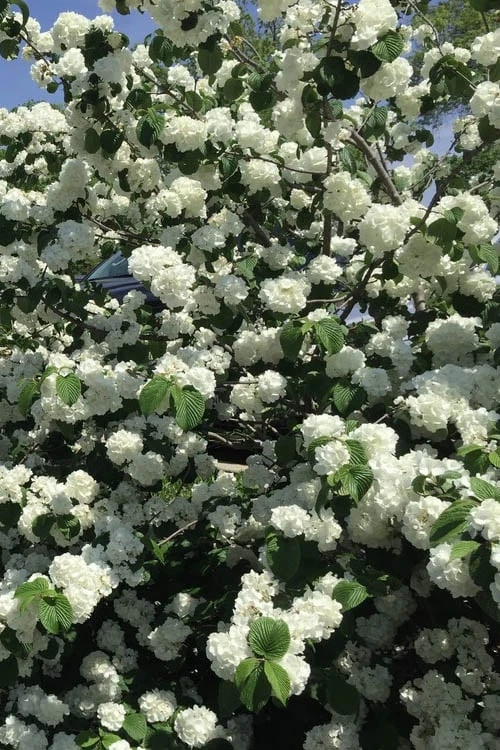 Japanese Snowball Bush (Viburnum Plicatum) - 2 Gallon Pot 8 Japanese Snowball Bush (Viburnum Plicatum) - 2 Gallon Pot - Image 6
