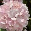 Kern's Pink Snowball Viburnum Bush - 2 Gallon Pot 2 Kern's Pink Snowball Viburnum Bush - 2 Gallon Pot -FloraHaven Shop viburnum plicatum kerns pink snowball 2