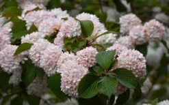 Kern's Pink Snowball Viburnum Bush - 2 Gallon Pot -FloraHaven Shop viburnum plicatum kerns pink snowball 7
