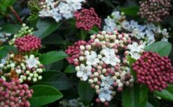 Spring Bouquet Viburnum - 1 Gallon Pot -FloraHaven Shop viburnum spring bouquet 800x500 2