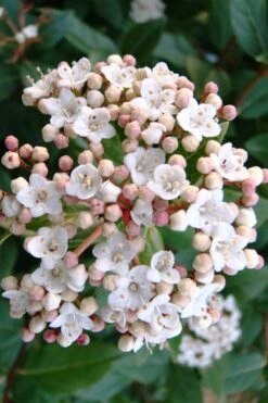 Spring Bouquet Viburnum - 1 Gallon Pot -FloraHaven Shop viburnum tinus spring bouquet 1 1