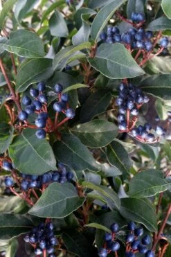 Spring Bouquet Viburnum - 6 Pack Of 1 Gallon Pots -FloraHaven Shop viburnum tinus spring bouquet 5