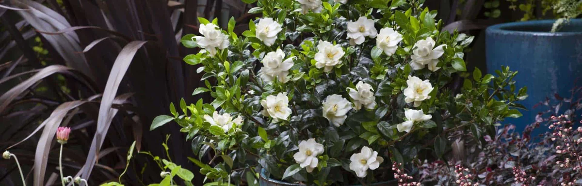 FloraHaven Shop -FloraHaven Shop banner815